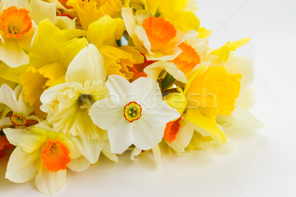 Fresh spring daffodils Stock photo © neirfy