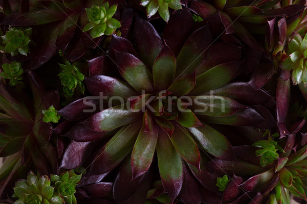 Succulent on white Stock photo © neirfy