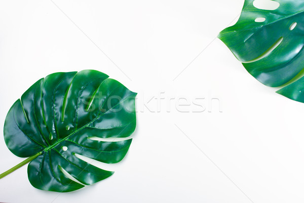 Taze yeşil yaprak yeşil tropikal yaprakları beyaz Stok fotoğraf © neirfy