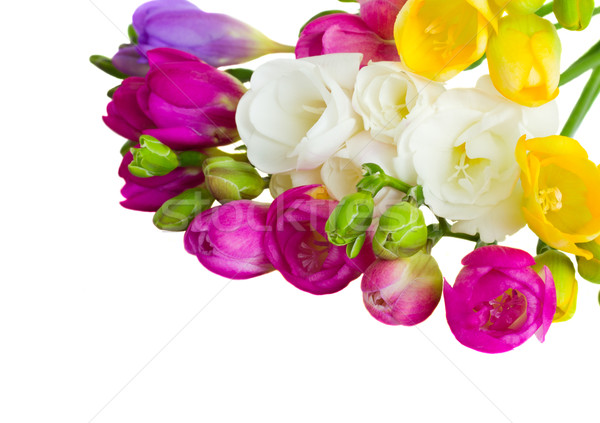 Bouquet frontière fraîches isolé blanche fond [[stock_photo]] © neirfy