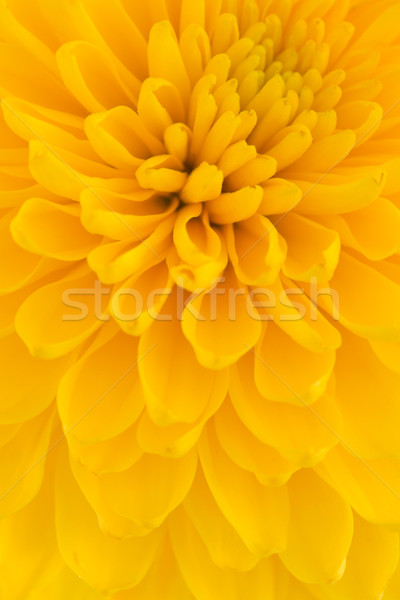 Abstrato pétalas amarelo flor primavera Foto stock © neirfy