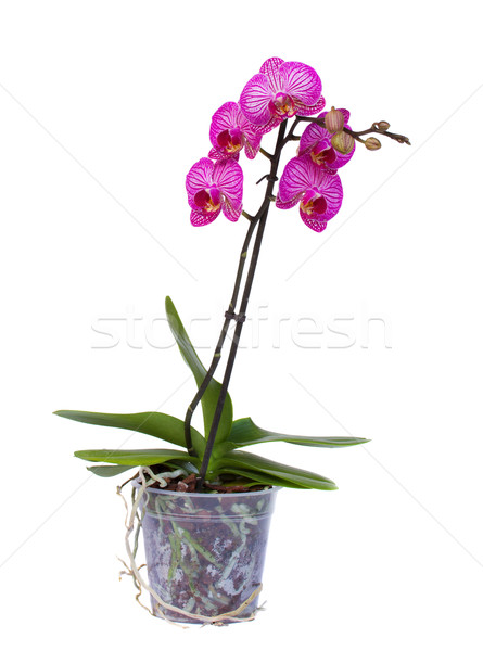 Stock fotó: Orchidea · ág · ibolya · edény · izolált · fehér