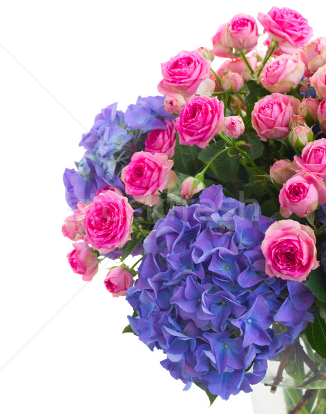 pink roses and blue hortensia flowers close up Stock photo © neirfy