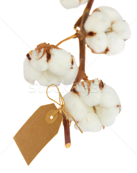 Stock photo: Cotton plant over white background