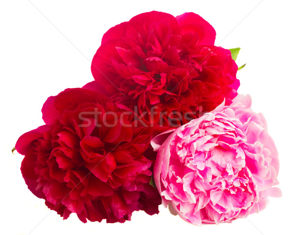 pink and red  peonies Stock photo © neirfy