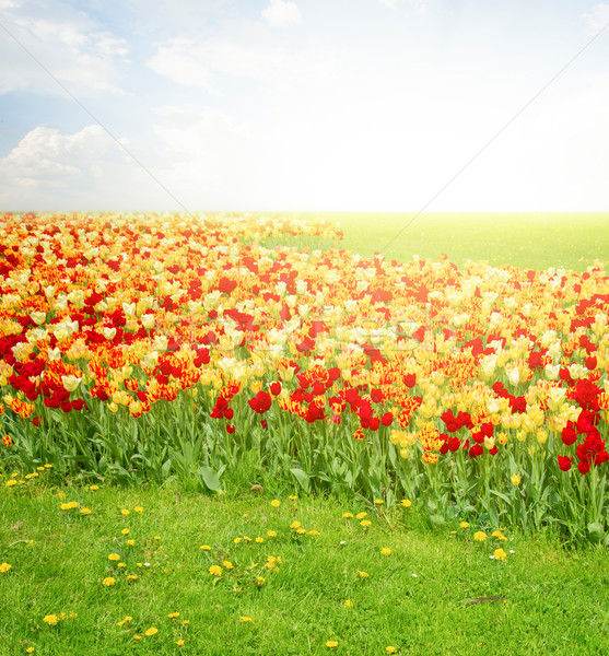 Foto d'archivio: Verde · prato · tulipani · primavera · rosso · giallo