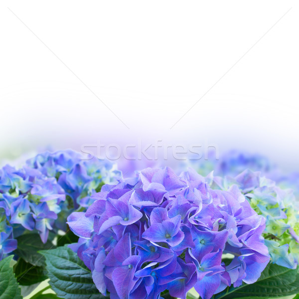 Stock photo: border of blue hortensia flowers