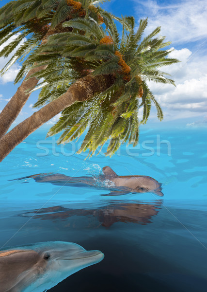 Trei jumping delfini peisaj marin turcoaz mare Imagine de stoc © neirfy