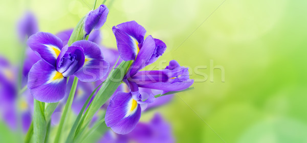 blue irise flowers Stock photo © neirfy