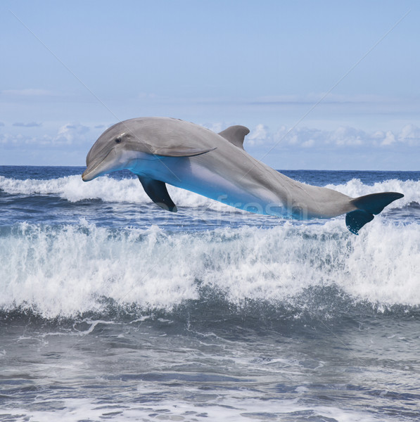 Ugrik delfin gyönyörű tengeri kilátás óceán hullámok Stock fotó © neirfy