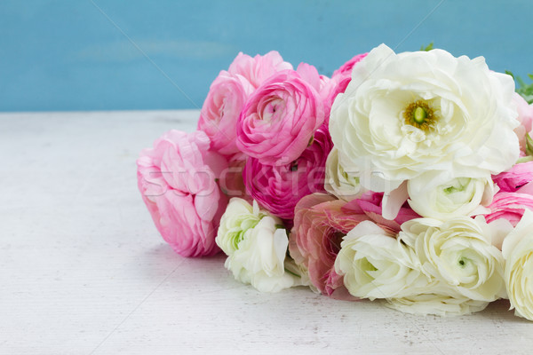 Pink and white ranunculus flowers Stock photo © neirfy