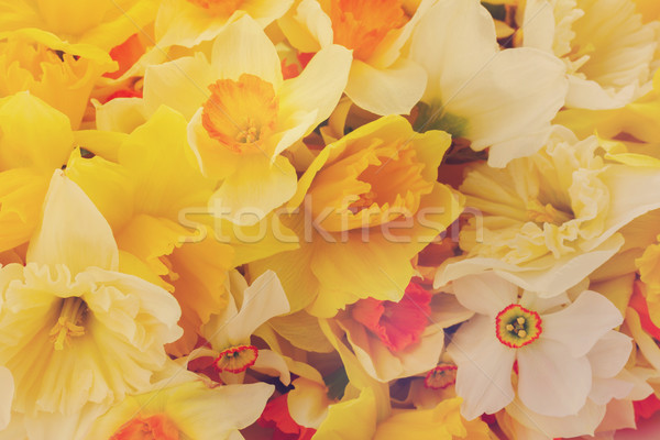 Fresh spring daffodils  Stock photo © neirfy