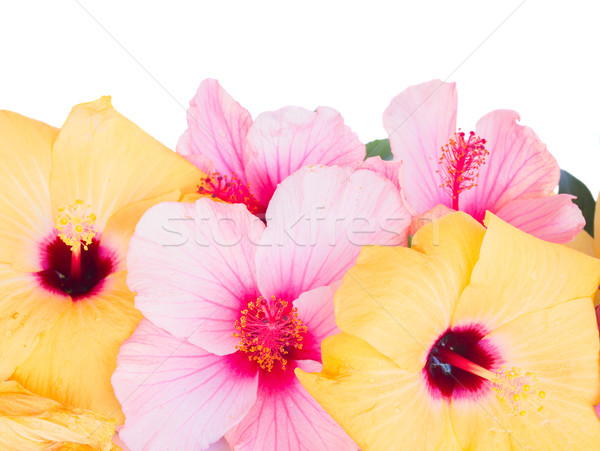 Stock fotó: Közelkép · keret · színes · hibiszkusz · virágok · izolált