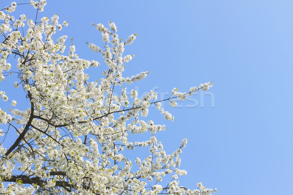 Blooming apple tree Stock photo © neirfy