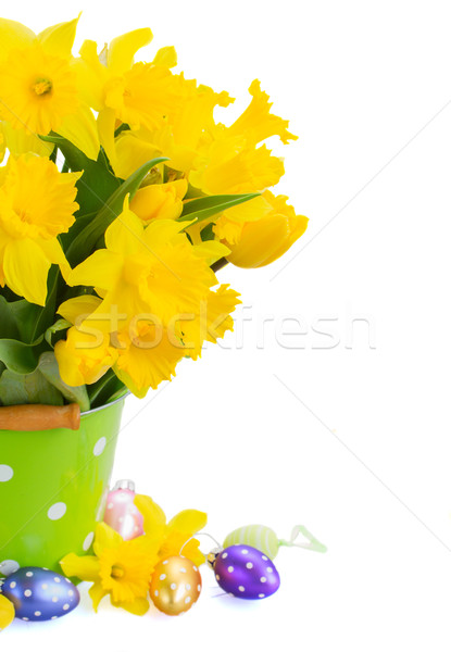 yellow spring narcissus Stock photo © neirfy