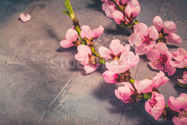 Rosa Kirschblüten Blumen grau Retro Blume Stock foto © neirfy
