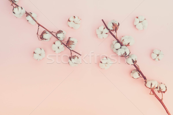 Foto stock: Algodão · ramo · rosa · cópia · espaço