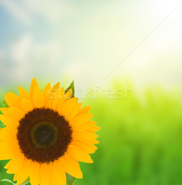 one beautiful bight sunflower Stock photo © neirfy