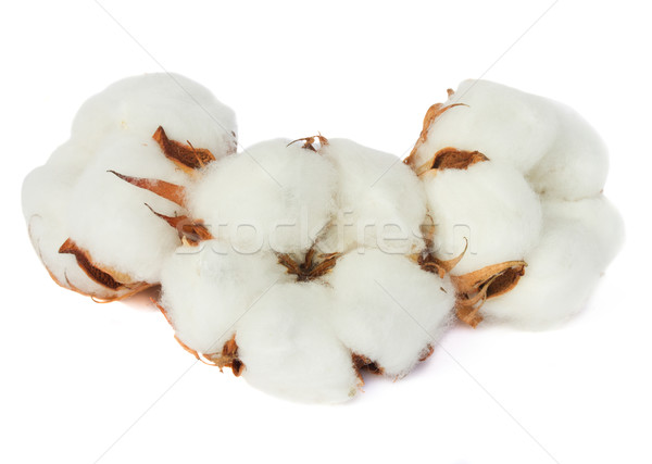 Coton usine trois isolé blanche fleur Photo stock © neirfy