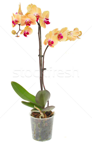 Stockfoto: Oranje · orchidee · tak · vers · bloemen · pot