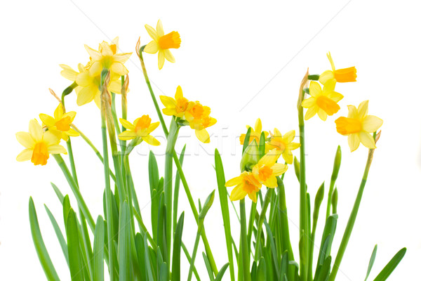 Primavera brillante amarillo narcisos aislado Foto stock © neirfy