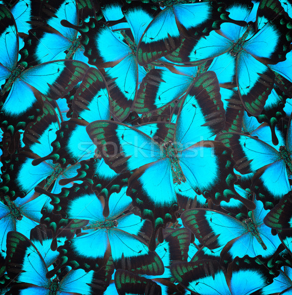  Sea Green Swallowtail butterfly Stock photo © neirfy