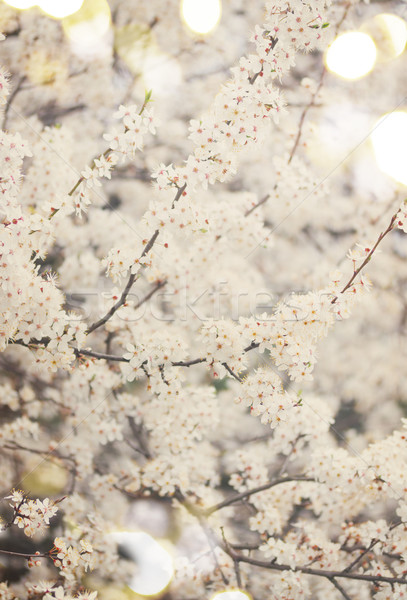 Spring blooming flowers Stock photo © neirfy