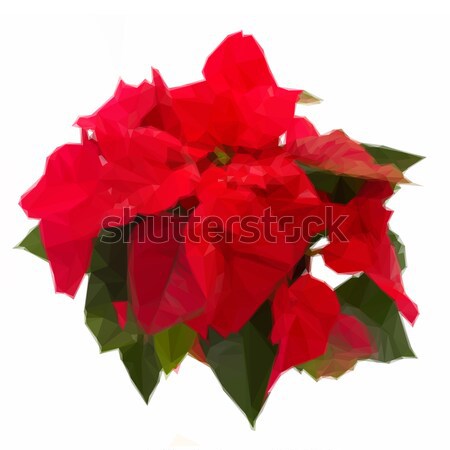 scarlet poinsettia flower or christmas star Stock photo © neirfy