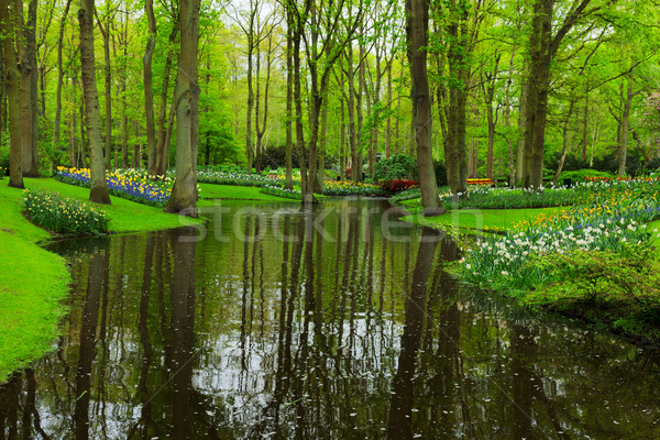 Wiosną ogród kolorowy rzeki trawy Zdjęcia stock © neirfy