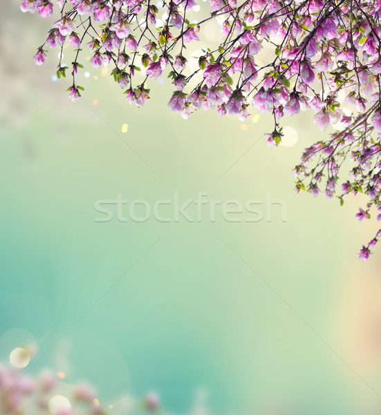 Stock photo: Magnolia pink flowers in garden