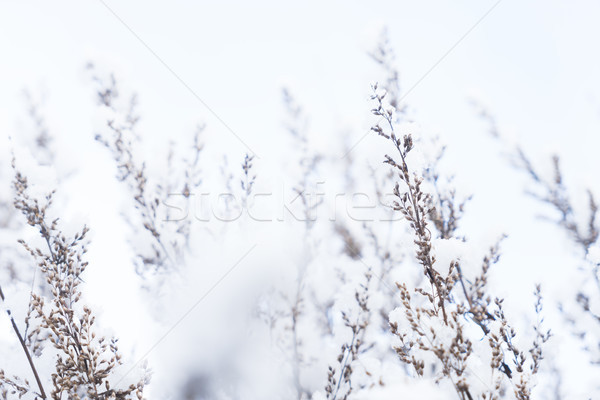 Invierno paisaje nieve tiempo blanco frescos Foto stock © neirfy