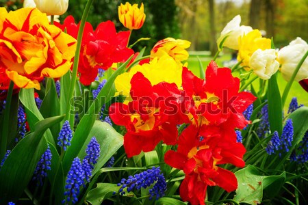 Stock photo: Tulips and bluebell flowerbed
