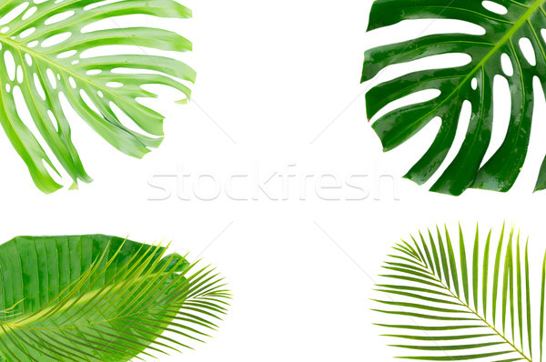 Tropical green leaves Stock photo © neirfy