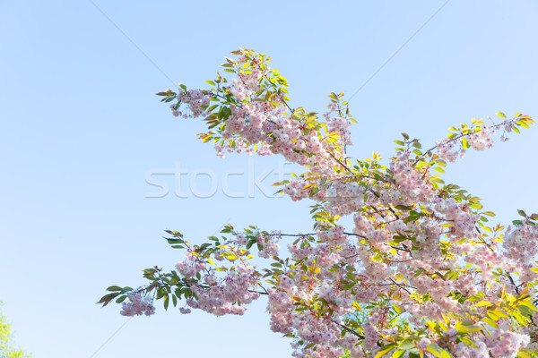 Ciliegio albero fiore primavera fresche cielo blu Foto d'archivio © neirfy