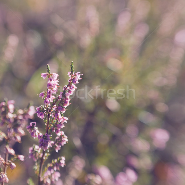 heather flowers Stock photo © neirfy