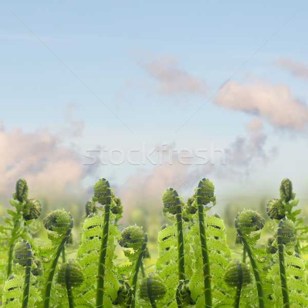 Stock photo: green ferm sprouts under blue sky