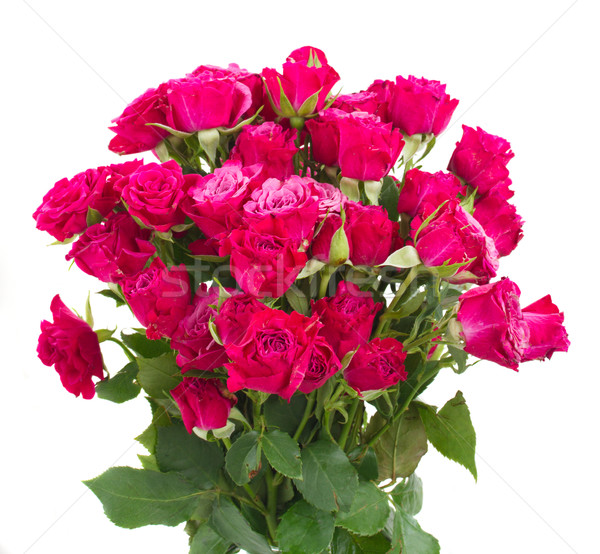 bunch of  fresh mauve roses Stock photo © neirfy