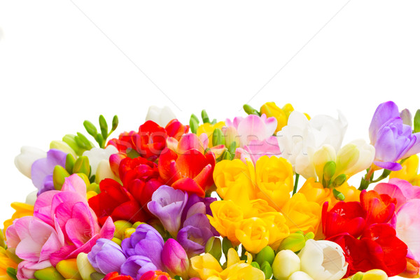 Fresh freesia flowers Stock photo © neirfy
