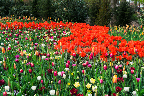 商业照片: 春天 · 花园 · 红色 · 郁金香