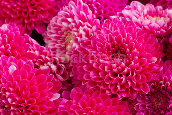 Blau Chrysantheme Blumen magenta rosa Stock foto © neirfy