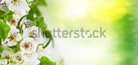 Stock photo: Blossoming Apple tree Flowers