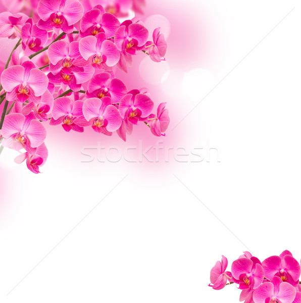 purple orchid flower branches Stock photo © neirfy