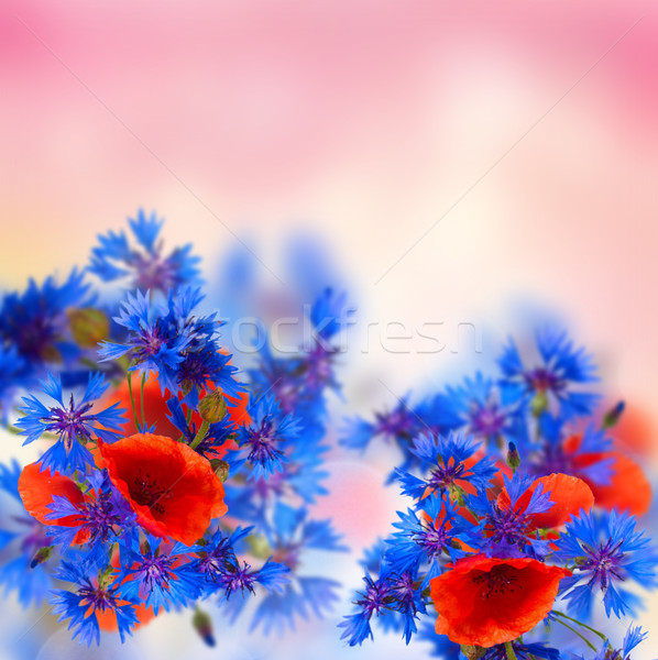 мак василек лет области цветы фантазий Сток-фото © neirfy