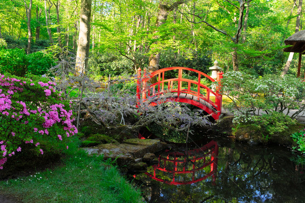 japanese garden in The Hague Stock photo © neirfy