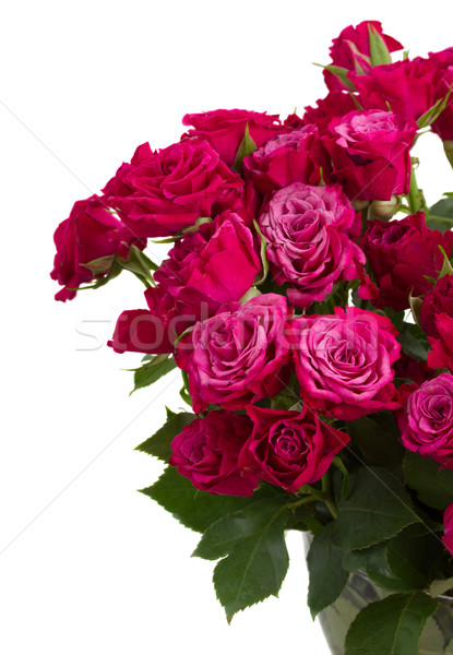 bunch of  fresh mauve roses Stock photo © neirfy
