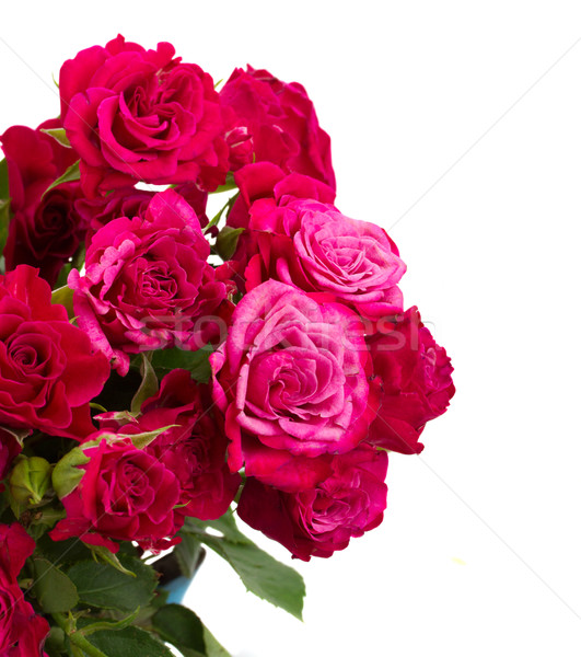 bunch of  fresh mauve roses Stock photo © neirfy
