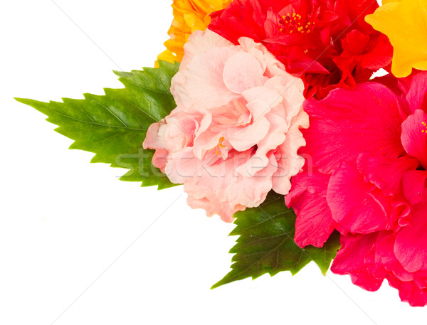 border of colorful hibiscus flowers Stock photo © neirfy