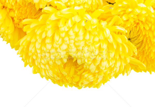 Border of yellow mum flowers Stock photo © neirfy