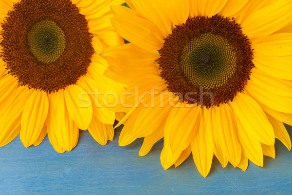 bight sunflowers Stock photo © neirfy
