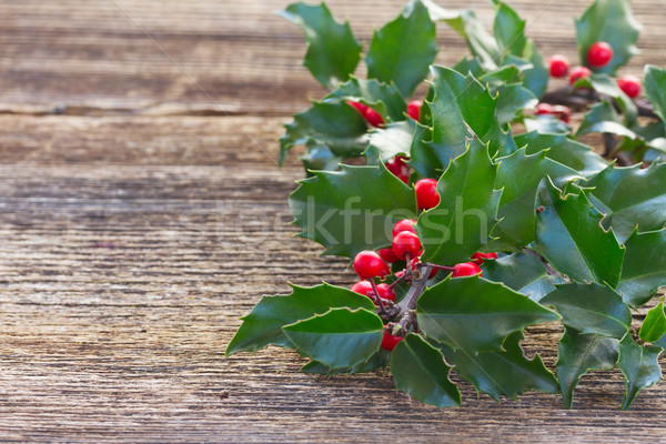 Fresh Holly branch  Stock photo © neirfy